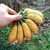 新鲜大蕉/芭蕉 新鲜水果产地直发广东农家特产非粉蕉banana*10(110斤)第5张高清大图
