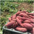 刘陶鲜果 农家自种红薯5斤装（5-18个）水果 新鲜蔬菜（东三省西六省不发）第4张高清大图