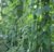 绿色无公害豇豆 密云优质水源地 绿色果蔬第4张高清大图