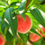 水蜜桃新鲜当季水果整箱现摘脆甜毛桃子现季水果(5斤)第2张高清大图