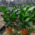 天堂鸟盆栽室内大型绿色植物鹤望兰北欧客厅净化空气吸甲醛防辐射(天堂鸟 散尾（1.5-2米）)第4张高清大图