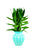 观音竹水培植物带根富贵竹粗杆荷花竹子花卉盆栽办公室桌面小绿植(观音竹-土培)第5张高清大图