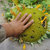葵花盘瓜子盘 带籽向日葵盘 原味新鲜生瓜子 湿瓜子第5张高清大图