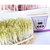 欧旺(OUWON)豆芽机DY801B 全自动 多功能芽苗机 可制酸奶 米酒 纳豆(紫色)第3张高清大图