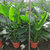 天堂鸟盆栽室内大型绿色植物鹤望兰北欧客厅净化空气吸甲醛防辐射(天堂鸟 七苗（1.8-2米）)第3张高清大图
