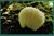 猴头菇袋装150g新货甘肃陇南康县土特产养胃菇食用煲汤菌菇第5张高清大图