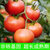 西红柿新鲜 5斤自然熟番茄洋柿蜂柿现摘沙瓤生吃熊蜂授粉粉柿顺丰(5斤装 5斤)第3张高清大图