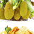 国美自营 越南进口 西贡小姐菠萝蜜干100g 零食 营养丰富 休闲食品第5张高清大图