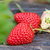 牛奶草莓新鲜水果整箱4斤包邮奶油巧克力红颜99大草莓非丹东第3张高清大图