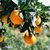 【3元一斤】江西赣南脐橙福利装应季水果橙子整箱批发(5斤装)第3张高清大图
