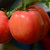 正宗普罗旺斯西红柿沙瓤西红柿4.5斤/箱海阳水果西红柿(4.5斤/箱)第2张高清大图