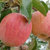 宁夏红富士苹果新鲜普通果光果脆甜丑苹果糖心果一级整箱(80mm（含）-85mm(不含) 9斤)第2张高清大图