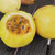 海南黄金蜂蜜百香果 新鲜水果 西番莲当季现摘 1.5千克装第5张高清大图
