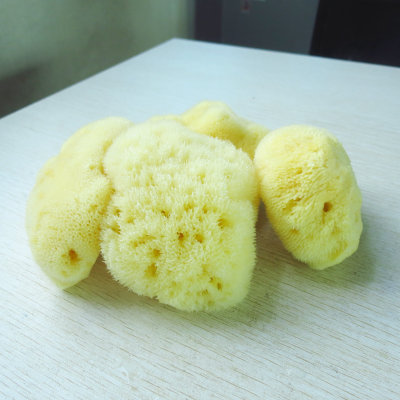 【希腊天然海绵 野生海底洁面扑洗脸扑婴儿宝