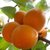 陕西特产优选一级大黄杏5斤（2500g包邮）农家杏子新鲜水果现摘现发第4张高清大图