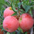 陕西早熟红富士苹果 4.5斤(4.5斤)第3张高清大图