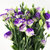 【鲜花猫】洋桔梗鲜花速递每周一花昆明产地直发(紫色 15-20个花头)第5张高清大图