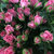 FlowerPlus花加产地直发多头玫瑰鲜花速递(粉红色)第4张高清大图