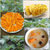 刘陶鲜果 农家自种红薯5斤装（5-18个）水果 新鲜蔬菜（东三省西六省不发）第5张高清大图