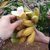 新鲜大蕉/芭蕉 新鲜水果产地直发广东农家特产非粉蕉banana*7(80斤)第4张高清大图