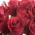 昆明润樟鲜花批发粉佳人玫瑰（10枝）起订家庭居室商务瓶插鲜花(红玫瑰)第2张高清大图