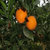 精品纽荷尔脐橙 非赣南脐橙 带叶发货(2斤)第5张高清大图