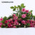 FlowerPlus花加产地直发多头玫瑰鲜花速递(粉红色)第3张高清大图