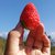 四川现摘新鲜冬草莓3斤奶油草莓中通冷链包邮(草莓3斤50颗左右)第3张高清大图