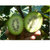 四川绿色绿心奇异果大果 30枚 单果130-180g 大果 补充维生素猕猴桃(净重)第4张高清大图