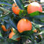 四川资中塔罗科香甜血橙3斤小果约15-20个左右新鲜水果橙子现摘现发（新疆、西藏、内蒙、海南不发货）第4张高清大图