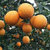 五味堂 江西赣南脐橙 甜橙手剥橙子 2.5kg装约12-14个（新疆西藏青海宁夏甘肃内蒙古不发货）第4张高清大图