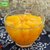 鲜果贝 糖水桔子罐头312g 橘子水果罐头 方便速食休闲零食品特产1罐包邮(312g)第2张高清大图