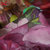 秋冬保暖围巾女200支披肩纯羊毛印花围巾披肩 芳馨(芳馨-绿色)第4张高清大图