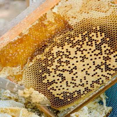 土八鲜农家土蜂蜜百花蜜500克/罐 原生态深山土蜂蜜(蜂蜜 蜂蜜)
