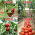 普罗旺斯水果西红柿5斤新鲜蔬菜农家自然熟沙瓤小番茄即食(【5斤装】次果 介意别拍❤推荐下面☟☟☟)第5张高清大图