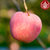 一乡一品水晶红富士（纸加膜）  5斤装  新鲜当季水果  香甜爽脆 果肉多汁红富士苹果   A0418(规格 5斤)第8张高清大图