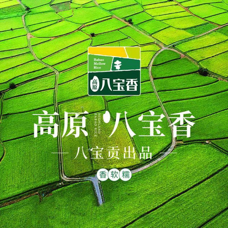 云南八宝贡米高原八宝香清香米新米大米
