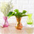 欧式水培植物玻璃花瓶A671办公室简约彩色绿萝植物瓶摆件lq(紫色)第2张高清大图