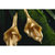 国美黄金 蹄莲汀语耳饰（金色）2101K039(925)第3张高清大图