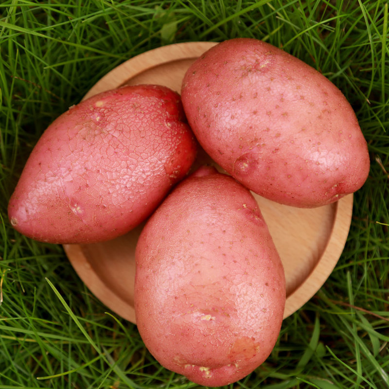囤货山西静乐红皮土豆高海拔沙壤土香甜软糯8斤装产地直发8斤装