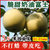 【包邮】5斤奶油红富士苹果新鲜水果吃的零食甜脆山东烟台栖霞第4张高清大图