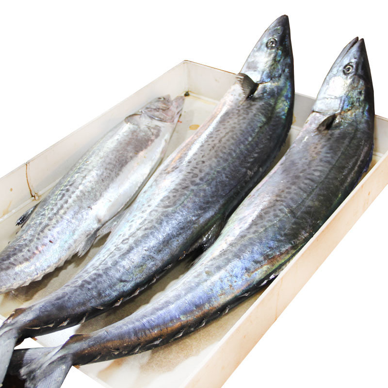 大鮁魚10斤/條左右 馬鮫魚 鮁魚 燕魚 板鮁 竹鮫 海產品 大連海鮮