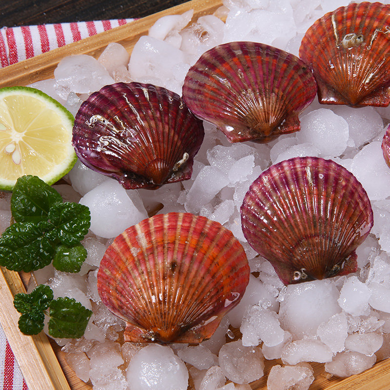 味库海鲜山东优选红扇贝15kg