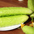 山东海阳白玉黄瓜5斤 新鲜蔬菜黄瓜(箱)第7张高清大图