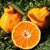 丑橘不知火新鲜水果现摘现发5斤装净重4.6-5斤(自定义 5斤装)第4张高清大图