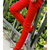 夏装牛仔裤男士修身纯色小脚裤子男韩版红色休闲长裤子男(红色 34)第3张高清大图