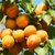 陕西大黄杏新鲜水果杏子当季孕妇水果(5斤装)第2张高清大图