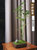 米竹凤尾竹观赏竹办公桌桌面迷你小竹子盆栽绿植苔藓紫砂微型盆景(米竹款三)第2张高清大图
