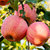 山东红富士苹果水果 大果5斤装 单果80mm以上 新鲜水果苹果 个大皮薄 脆甜多汁(5斤装)第5张高清大图