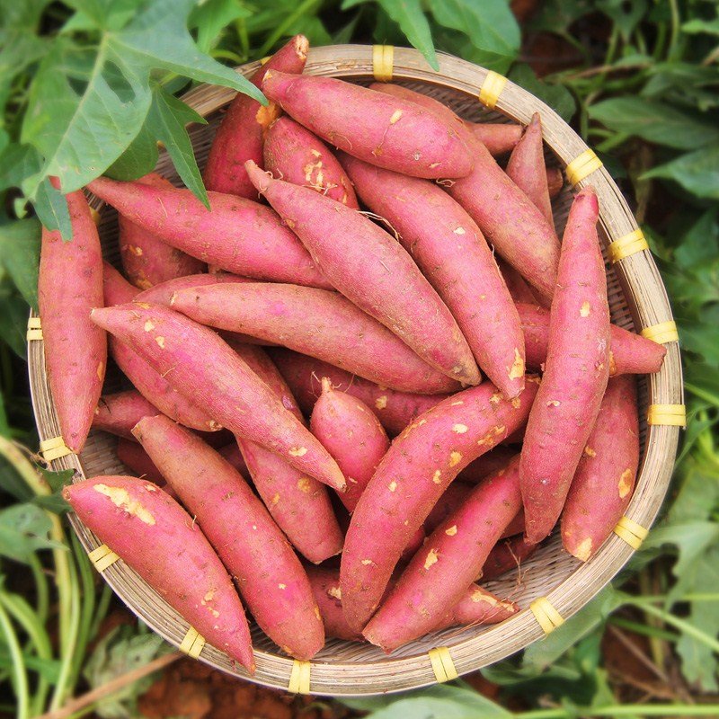 广西新鲜凉薯3-9斤农家自种白地瓜小番薯沙葛根红豆薯蔬菜整箱红薯(3